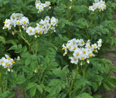 Çiftçi tarlasında, patates çiçekleri boldur.