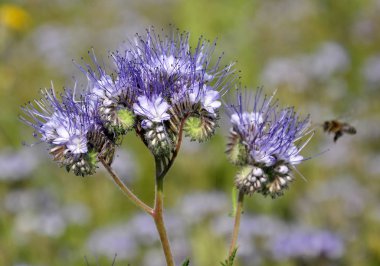Tarla, arılar için özel bir bal bitkisi olan safra çiçekleri açıyor.