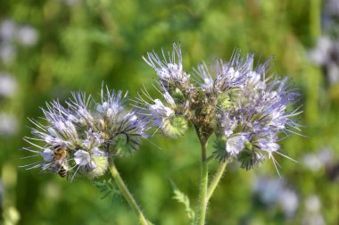 Tarla, arılar için özel bir bal bitkisi olan safra çiçekleri açıyor.