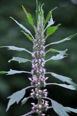 Otların arasındaki çayırlarda büyüyen ve açan köpek ısırgan otları beş ağızlıdır (Leonurus quinquelobatus)