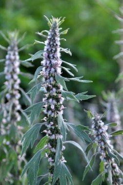 Otların arasındaki çayırlarda büyüyen ve açan köpek ısırgan otları beş ağızlıdır (Leonurus quinquelobatus)