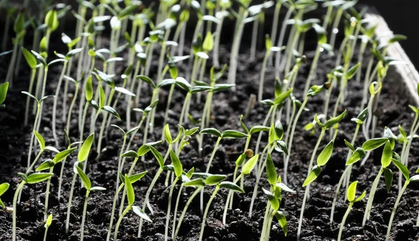 有机土壤中的台阶甜椒幼苗 — 图库照片