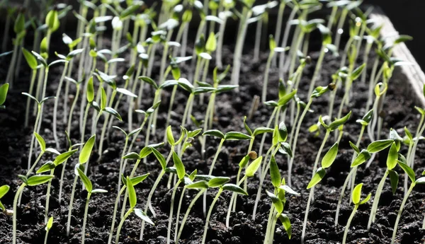 Treppe Paprika Sämlinge Bio Boden — Stockfoto