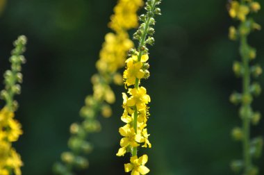 Vahşi çimenlerin arasında yaz mevsimi çiçek açıyor.