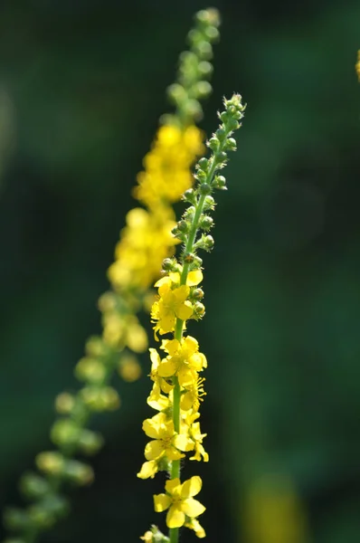 Verão Natureza Entre Gramíneas Selvagens Está Florescendo Agrimonia — Fotografia de Stock