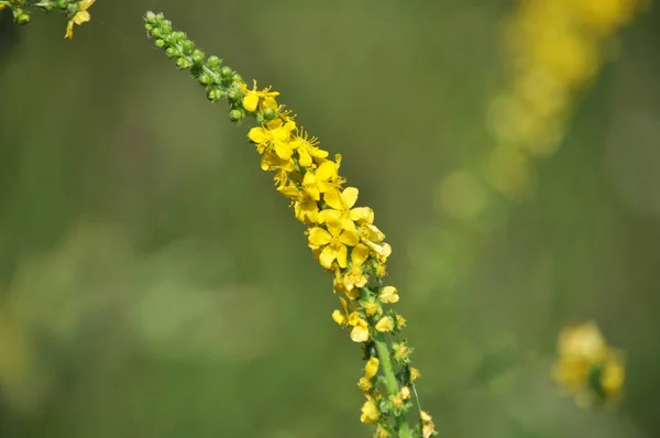Summer Wild Wild Grasses Blooming Agrimonia — Stock Photo, Image