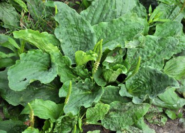 Doğada, plantain büyük büyüyor