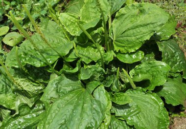 Doğada, plantain büyük büyüyor