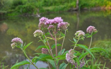 Vahşi kenevir tarımında çiçek açar (Eupatorium cannabinum)
