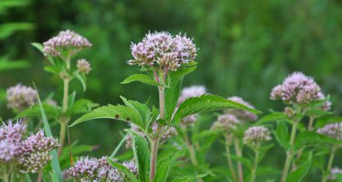 Vahşi kenevir tarımında çiçek açar (Eupatorium cannabinum)