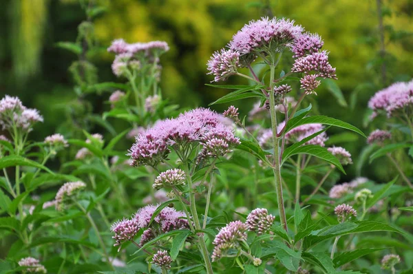 Blooms Wild Hemp Agrimony Eupatorium Cannabinum — Stock Photo, Image