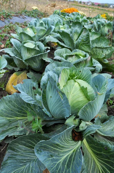 Cabbage Grows Organic Open Ground Garden — Stock Photo, Image