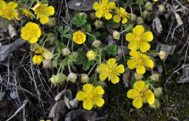 İlkbaharda, doğada potansiyel büyür.
