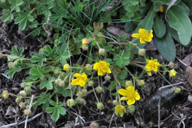 İlkbaharda, doğada potansiyel büyür.