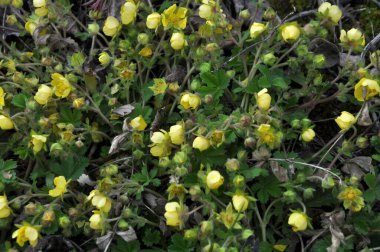 İlkbaharda, doğada potansiyel büyür.