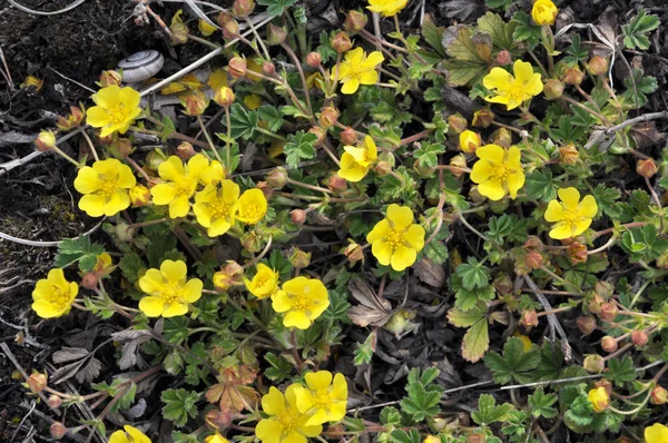 Spring Potentilla Grows Wild — Stock Photo, Image