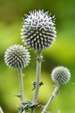 Infloresans ve kök dünya devedikenleri (echinops sphaerocephalus), vahşi doğada büyüyen