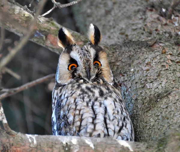 Une Chouette Aux Oreilles Asio Otus Est Assise Sur Une — Photo