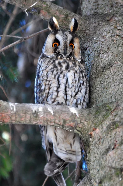 Une Chouette Aux Oreilles Asio Otus Est Assise Sur Une — Photo