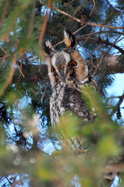 Uma Coruja Asio Otus Senta Galho Árvore — Fotografia de Stock