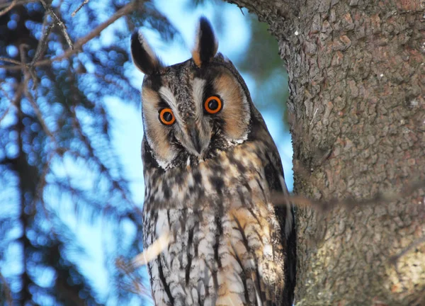 Owl Eared Asio Otus Sits Tree Branch Royalty Free Stock Photos