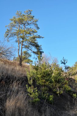 Vahşi doğada, ormanda çam ağaçları yetişir.