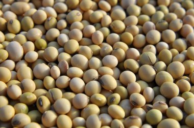 Kuru soyulmuş olgun soya fasulyesi yakın çekim