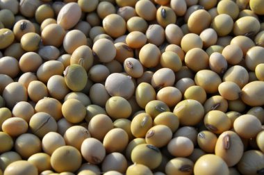 Kuru soyulmuş olgun soya fasulyesi yakın çekim