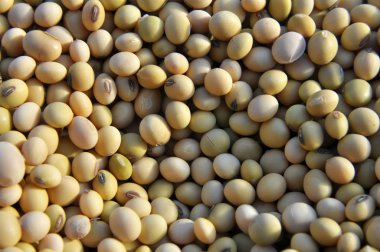 Kuru soyulmuş olgun soya fasulyesi yakın çekim