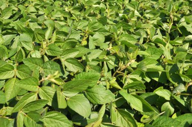 Yazın ortasında bir tarlada soya fasulyesi yetiştirirken.