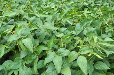 Yazın ortasında bir tarlada soya fasulyesi yetiştirirken.