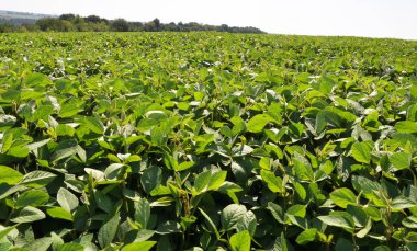 Yazın ortasında bir tarlada soya fasulyesi yetiştirirken.