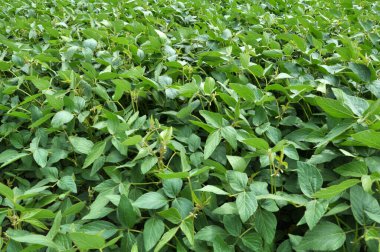 Yazın ortasında bir tarlada soya fasulyesi yetiştirirken.