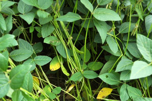 Meio Verão Campo Cultivo Soja — Fotografia de Stock