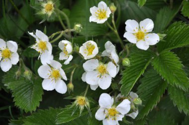 İlkbaharda, vahşi çilekler doğada çiçek açar.