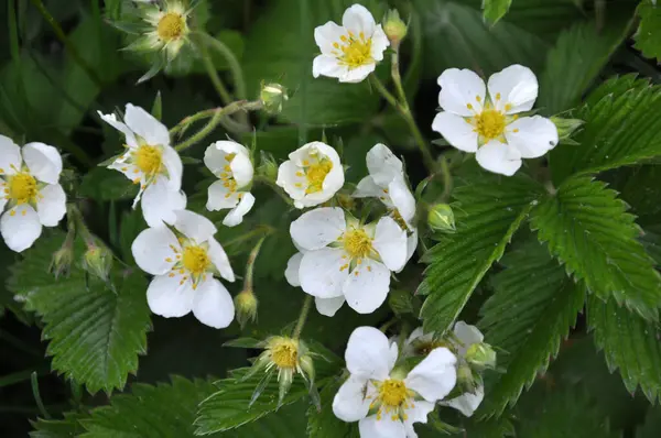 Het Voorjaar Bloeien Wilde Aardbeien Natuur — Stockfoto