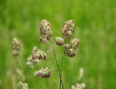 Çayırlarda değerli otlar açar Dactylis glomerata