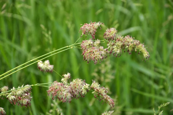 Meadow Blooms Valuable Fodder Grass Dactylis Glomerata — Stock Photo, Image