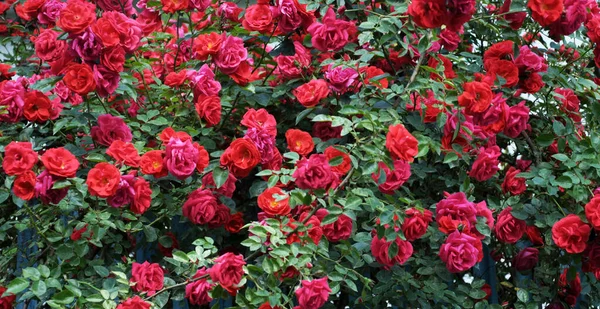 Roses Bloom Garden Summer — Stock Photo, Image