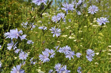 Chicory (Cichorium intybus) yazın vahşi doğada çiçek açar
