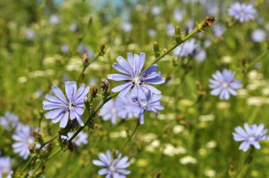 Chicory (Cichorium intybus) yazın vahşi doğada çiçek açar