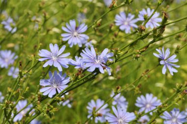 Chicory (Cichorium intybus) yazın vahşi doğada çiçek açar