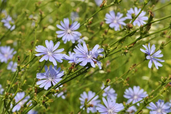 Chicória Cichorium Intybus Floresce Natureza Verão — Fotografia de Stock