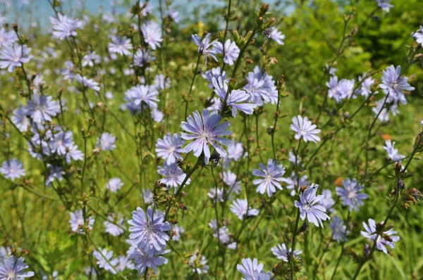 Chicória Cichorium Intybus Floresce Natureza Verão — Fotografia de Stock