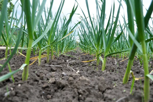 Campo Solo Orgânico Aberto Alho Cresce — Fotografia de Stock