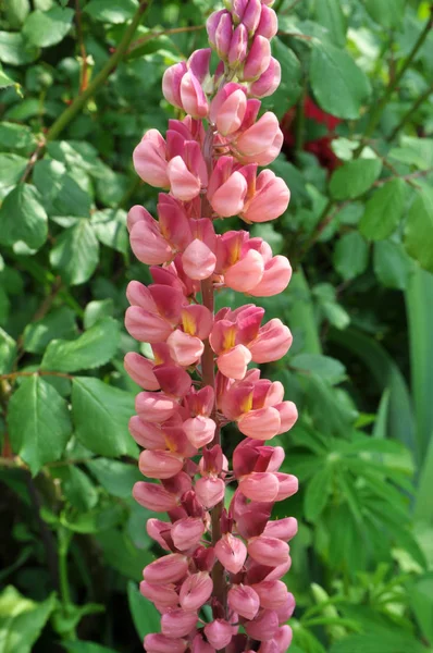 Våren Trädgården Blommar Lupin — Stockfoto