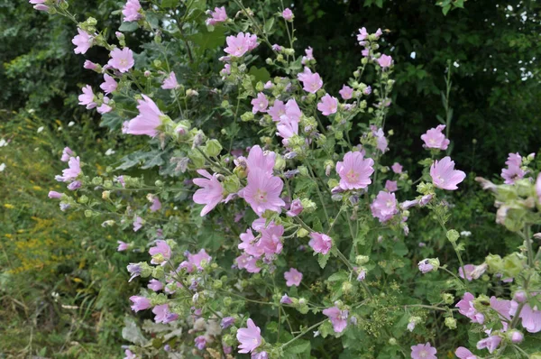 Summer Mallow Grows Blooms Wild — Stock Photo, Image