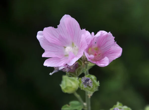 Summer Mallow Grows Blooms Wild — Stock Photo, Image