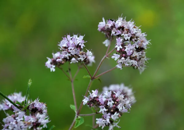 Στη Φύση Καλοκαίρι Ανθοφορία Ρίγανη Origanum Vulgare — Φωτογραφία Αρχείου