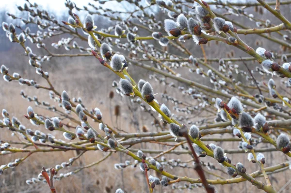 Zweige Der Weide Salix Caprea Mit Knospen Vor Der Blüte — Stockfoto